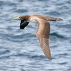 Nazca Booby